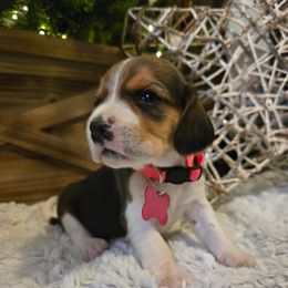 Noelle - Black white and tan female Beagle puppy in Bethany, Missouri from Fox Creek Beagles