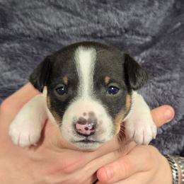 Black Tricolor Piebald Male - White black and tan male Rat Terrier puppy in Webb City, Missouri from Rocking 4C