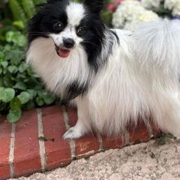 Gracie - Pomeranian