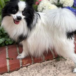 Gracie - Pomeranian