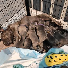 French Bulldog Puppies from All 8 Frenchies