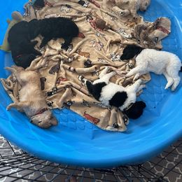 Poodle Puppies from Lafayette Standard Poodles