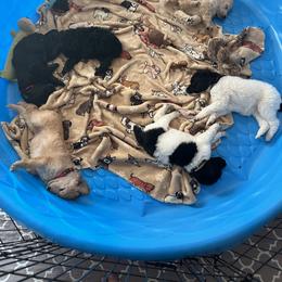 Poodle Puppies from Lafayette Standard Poodles