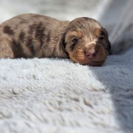 Cookie - Dapple female Dachshund puppy in Lady Lake, Florida from K Rae's Dachshunds