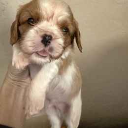 Poppy's Boy 2A - Blenheim male Cavalier King Charles Spaniel puppy in Loco, Oklahoma from Sweet Heart Cavaliers