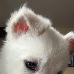 German Shepherd Puppies from Devon Rugerio's German Shepherds