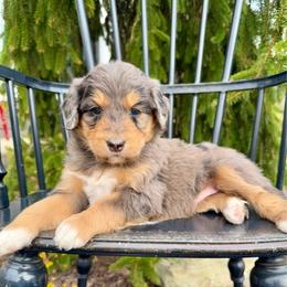 Cookie Dough - Phantom female Pyredoodle puppy in Bowling Green, Ohio from FDF Pyredoodles & Bernedoodles