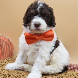 Coats - Brown and white male Bernedoodle puppy in Scottsville, Kentucky from Barren River Bernedoodles and Poodles