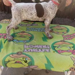 Red - Liver roan male German Shorthaired Pointer puppy in Marble, Florida from Dancin' German Shorthaired Pointer's