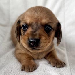 Bandit - Red male Dachshund puppy in Fayetteville, Arkansas from Natural State Dachshunds