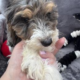 Romeo - Merle male Cavapoo puppy in Austin, Texas from Doodles of Central Texas