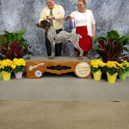 German Shorthaired Pointer All Grown Up from Majestik Kennels