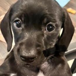 Girl 2 - Black female Dachshund puppy in Tacoma, Washington from Jeffrey's Dachshunds