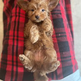 Mufasa - Red  Goldendoodle puppy in Noblesville, Indiana from R and H Doodles