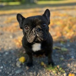 Raven - French Bulldog