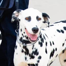 Echo - Dalmatian