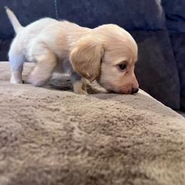 Boy 1 - Fawn (isabella) and cream male Dachshund puppy in Caldwell, Idaho from Low Rider Ridge Mini Doxies