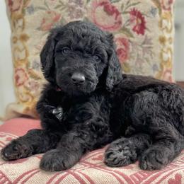 Tenderheart Bear- Orange Collar - Black male Goldendoodle puppy in Bay City, Texas from Charming Doods Goldendoodles