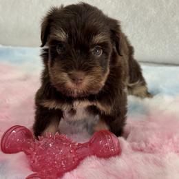 Alivia Female 3 AKC Mega Coat - Liver female Miniature Schnauzer puppy in Pageland, South Carolina from New Haven Farms