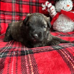 Boy 3 Lime Green - Brindle male Bouvier des Flandres puppy in Ashtabula, Ohio from Beulah Bouviers and Havanese