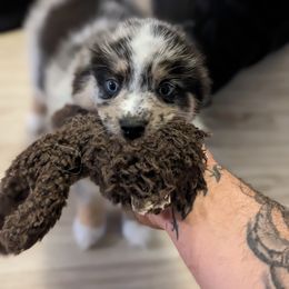 Pomsky Puppies from Wolfpack Pomskies