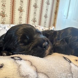 Cocker Spaniel Puppies from Abundance of Joy LLC