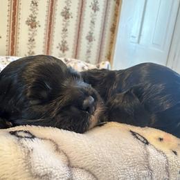 Cocker Spaniel Puppies from Abundance of Joy LLC