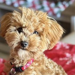 Milo - Cavapoo