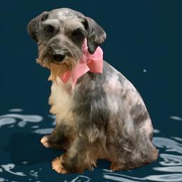 Myra - Schnoodle