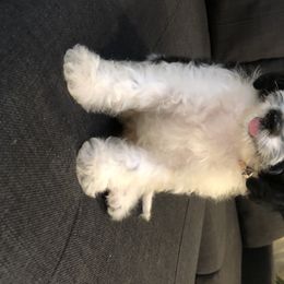 Cavalier King Charles Spaniel and Cavapoo Puppies from VITPOM PUPPIES