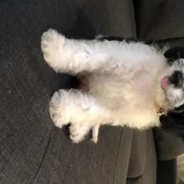 Cavalier King Charles Spaniel and Cavapoo Puppies from VITPOM PUPPIES