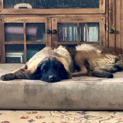 Leonberger Puppies from Desert Magick Leonbergers
