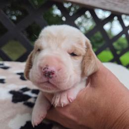 Zeplin - Lemon and white male Basset Hound puppy in Denison, Texas from Emma Lou's Baby Bassets