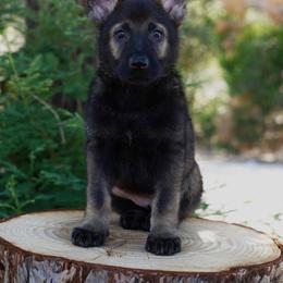 Freya - Sable female German Shepherd puppy in Coarsegold, California from Yosemite Shepherds