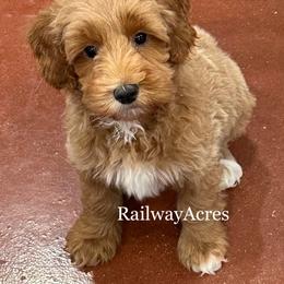 Charlie - Apricot male Goldendoodle puppy in Milford, Indiana from Railway Acres Kennel