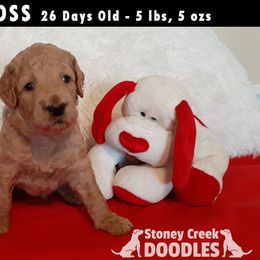 Goldendoodle puppies from Stoney Creek Doodles