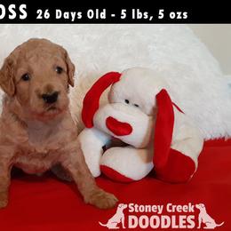Goldendoodle puppies from Stoney Creek Doodles