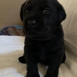 Labrador Retrievers from Lazy Puppy Farms