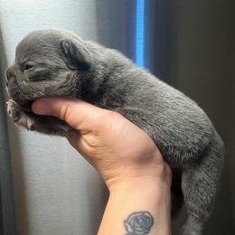 Blue - Blue male French Bulldog puppy in Coatesville, Pennsylvania from The Chipper Frenchie