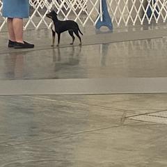 American Hairless Terrier All Grown Up from Ruckus American Hairless Terriers