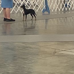 American Hairless Terrier All Grown Up from Ruckus American Hairless Terriers