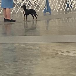 American Hairless Terrier All Grown Up from Ruckus American Hairless Terriers