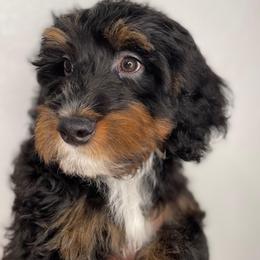 Stilton (dark green) - Tri-color male Bernedoodle puppy in Surprise, Arizona from Huckleberry Doodles