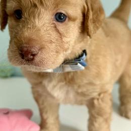 Aussiedoodle and Labradoodle Puppies from Doodles on Duty