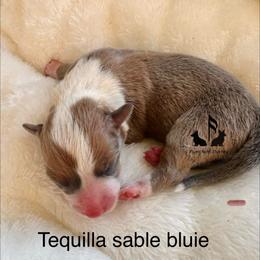 Tequila - Blue female Pembroke Welsh Corgi puppy in Casper, Wyoming from Flying Note Shorties