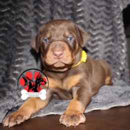 Doberman Pinscher Puppies from Aaliyah’s Dobies