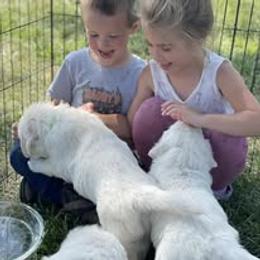 Golden Retriever Puppies from Feather Fletched English Goldens