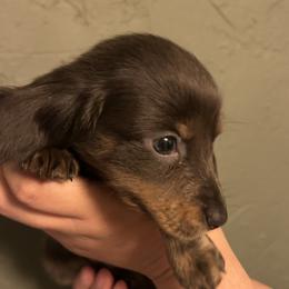 Winston - Gray (blue) male Dachshund puppy in Phoenix, Arizona from The Long Dog Lounge