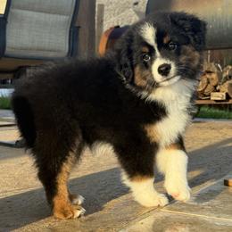 Sassafras - Black tri female Miniature Australian Shepherd puppy in Conroe, Texas from Brijet Knipp