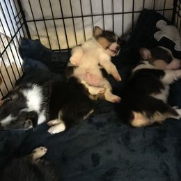 Pembroke Welsh Corgi Puppies from Walkabout's Pembroke Corgi's